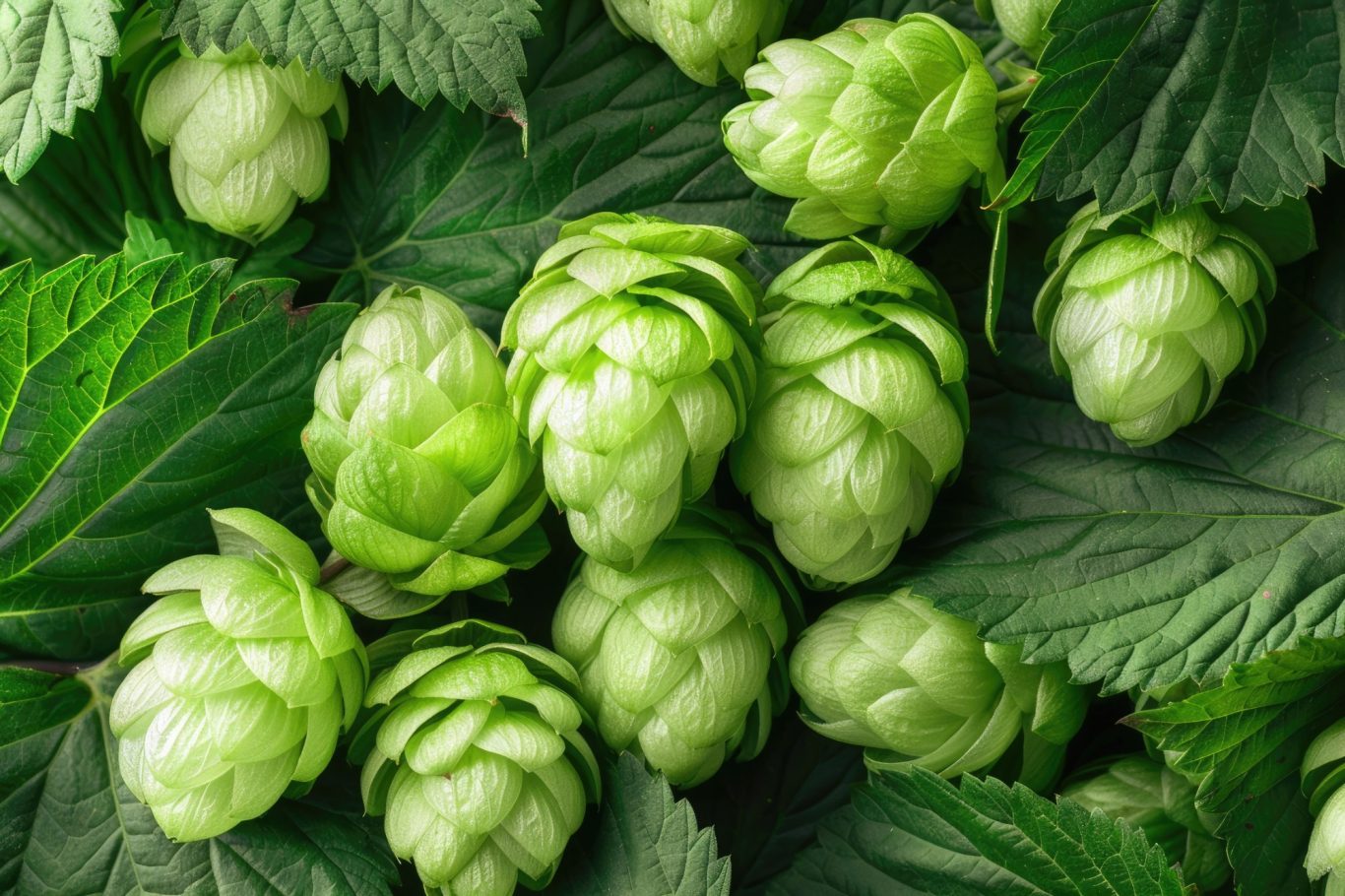 Fresh green hop cones amidst lush green hop leaves.